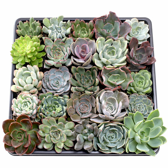 Echeveria Tray - 2in Containers - 25 Varieties (25)