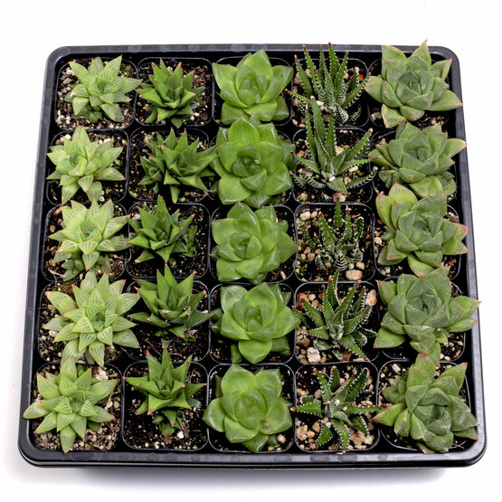 Haworthia Tray - 2in Containers - 5 Varieties (25)
