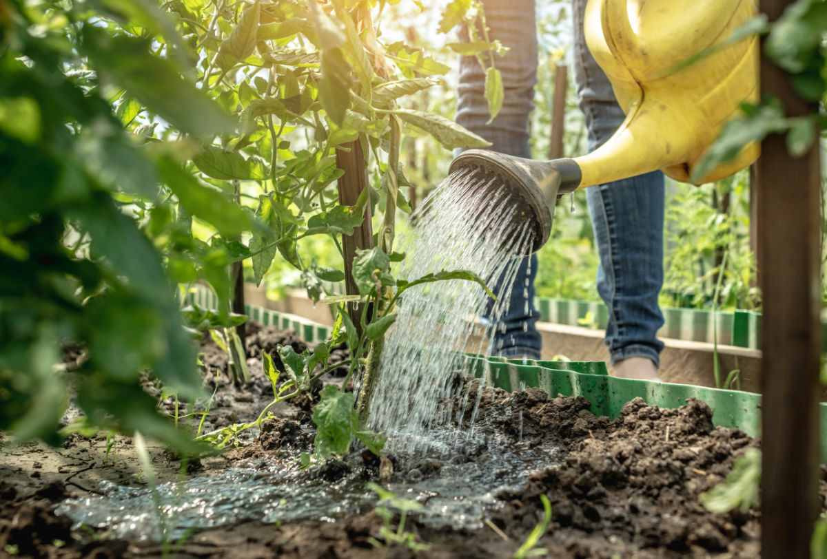 Girl watering tomato plants with a yellow watering can.