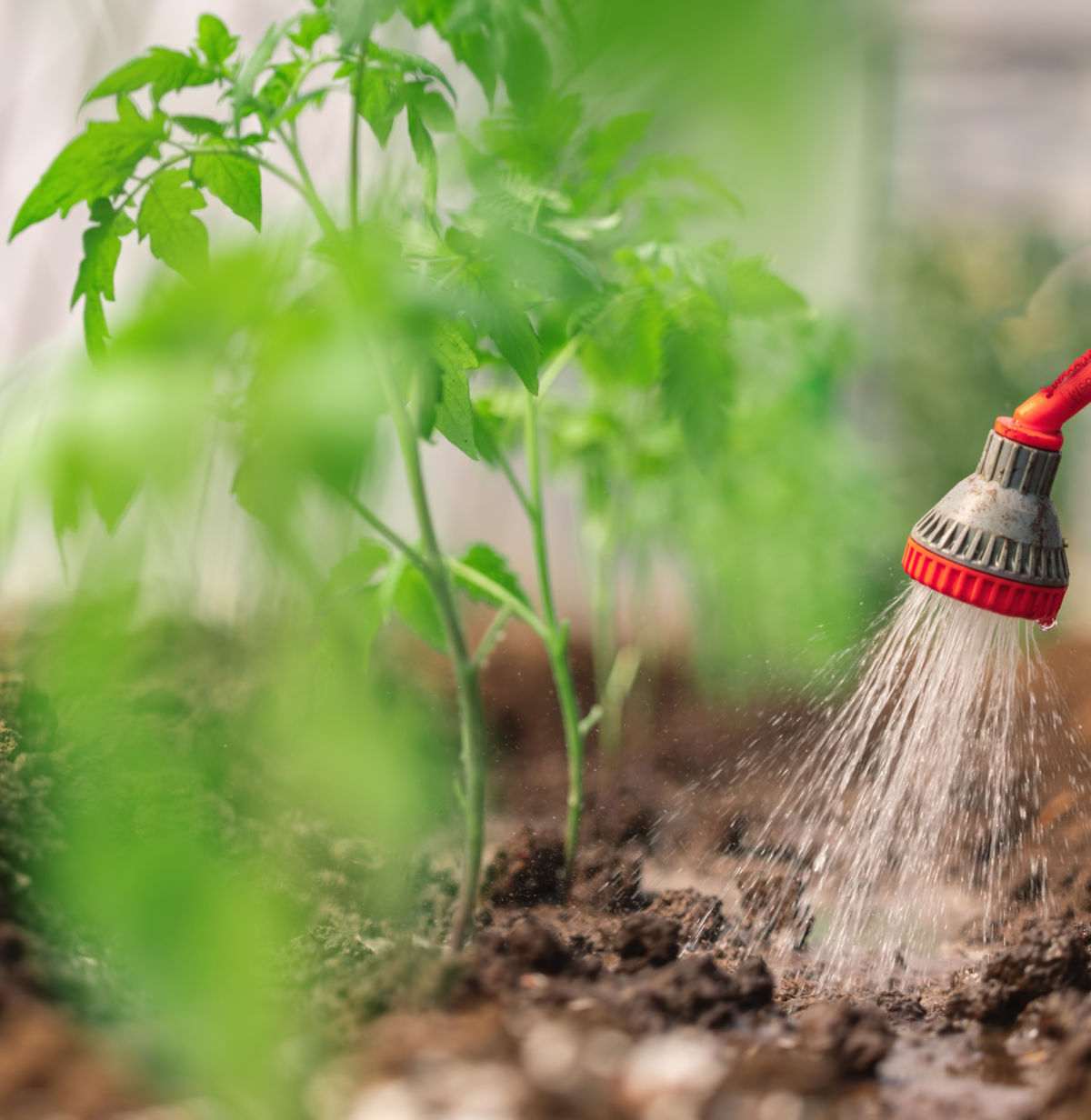 Watering tomato plant near the base of it.
