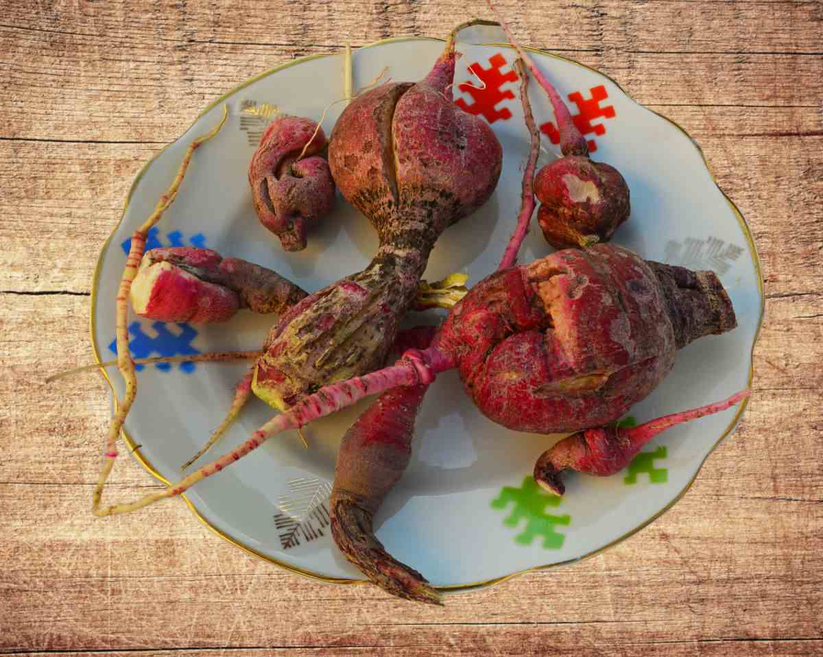 Old woody radishes on a plate.