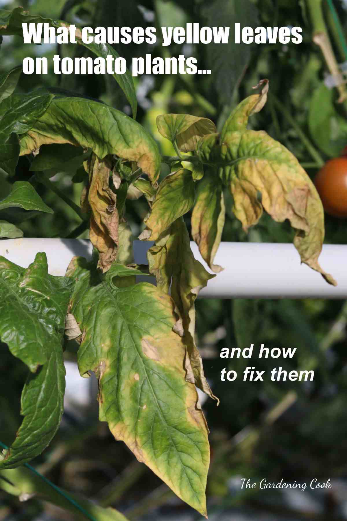 Tomato yellow leaves and words what causes tomato leaves to turn yellow, and how to fix them.