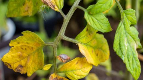 Yellow Leaves on Tomato Plants – Why are Tomato Leaves Turning Yellow?
