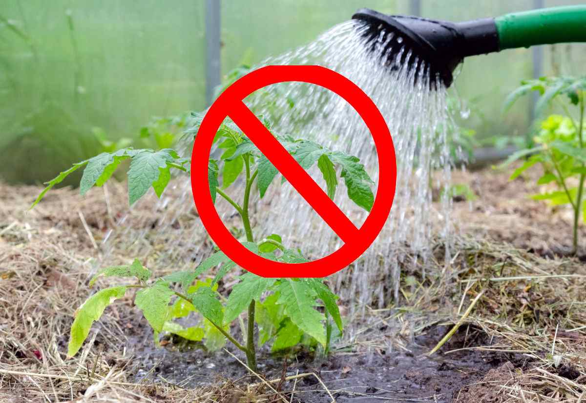 Watering tomatoes on the foliage with large red no overlay graphic.