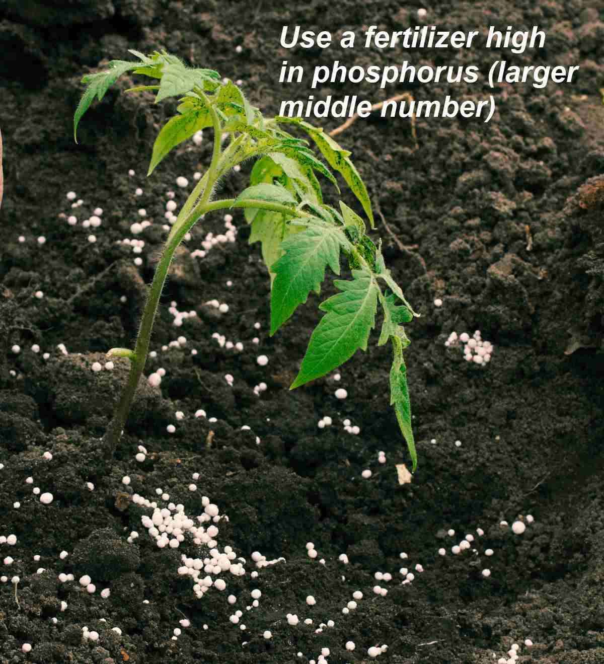 Tomato plant with fertilizer around it and words "Use a fertilizer high in phosphorus - larger middle number."