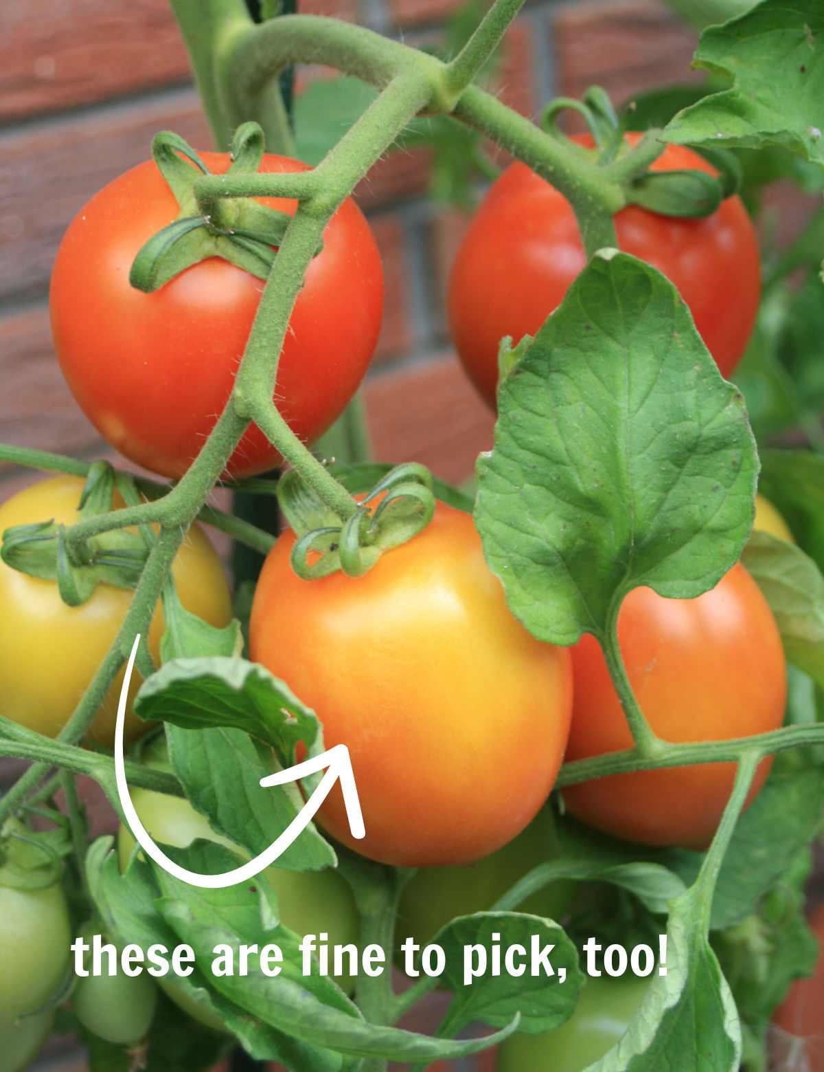 Almost ripe tomatoes with an arrow and words these are fine to pick, too.