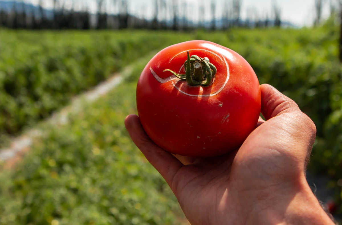 Hand holding a cracked tomato in a field.