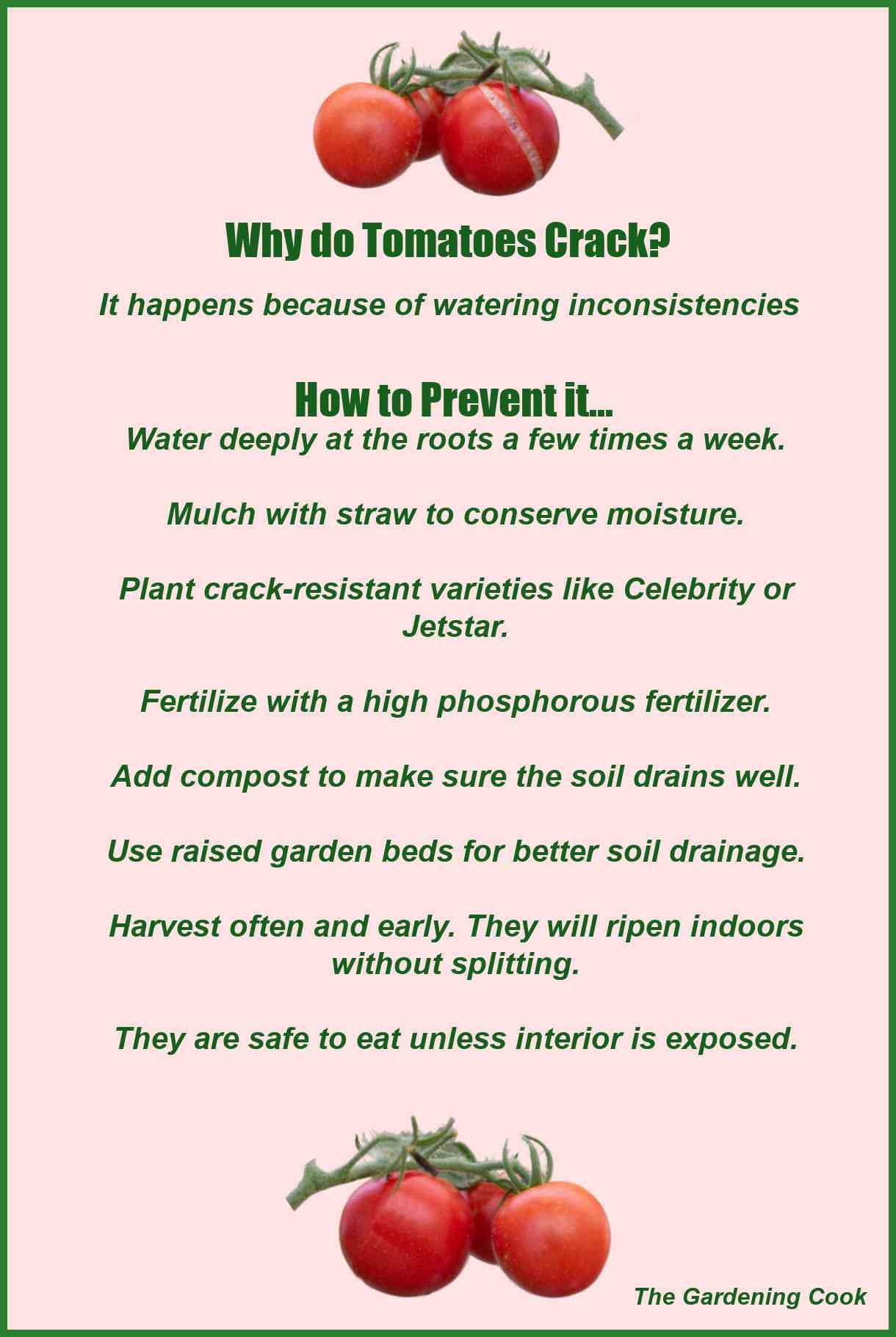Tomato cracking printable with solutions to the problem.
