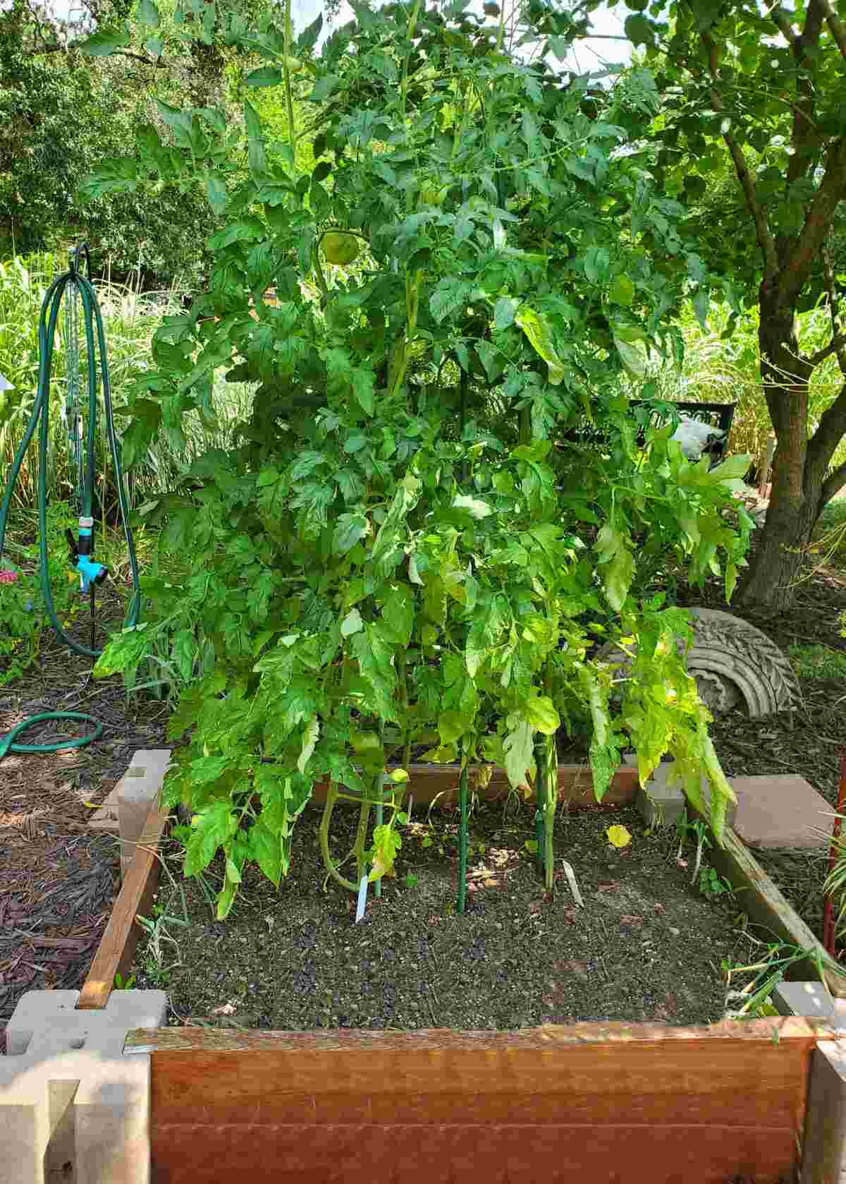 tomato plants growing in a raised garden bed.