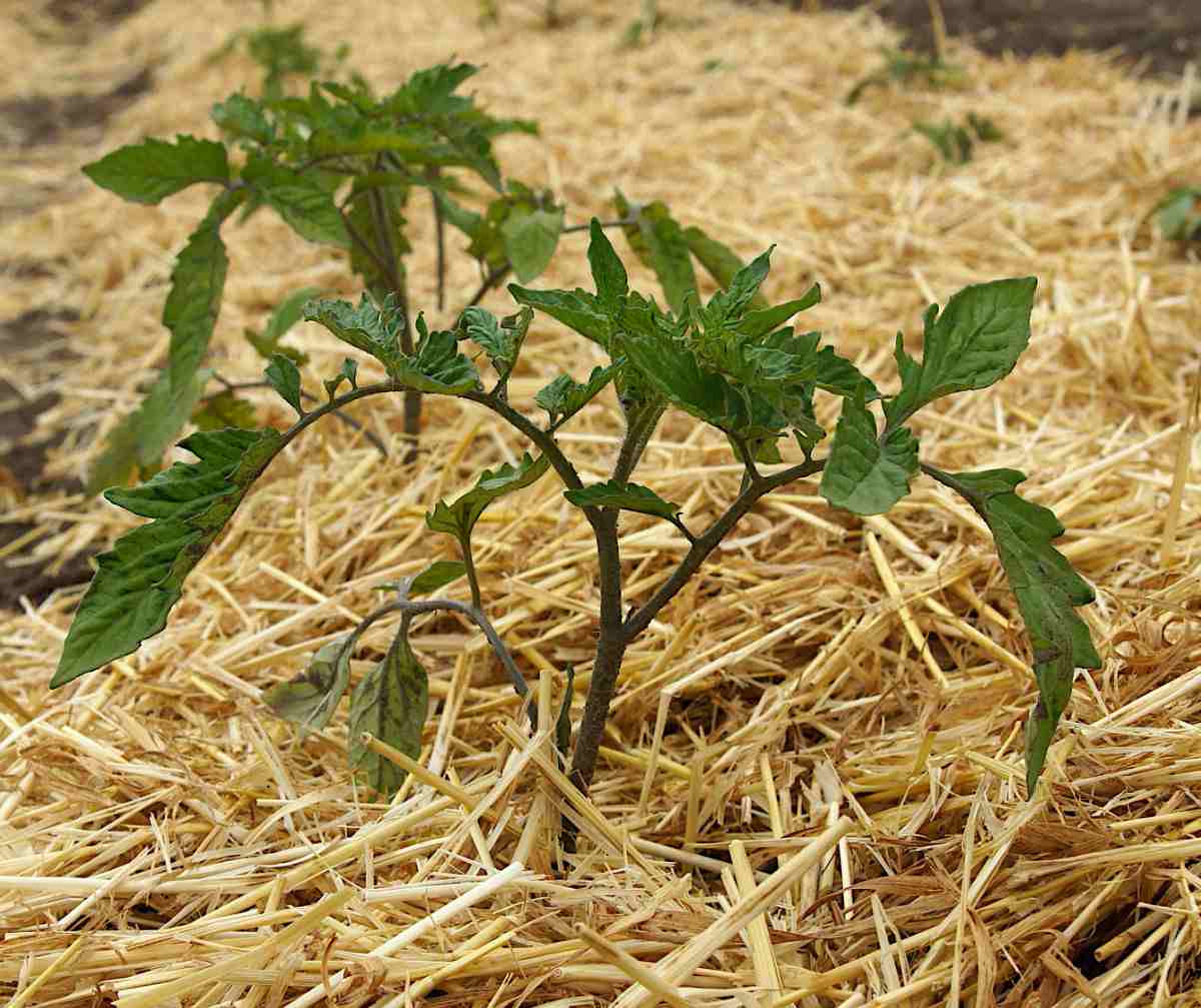 Tomato plant with straw mulch to conserve moisture.