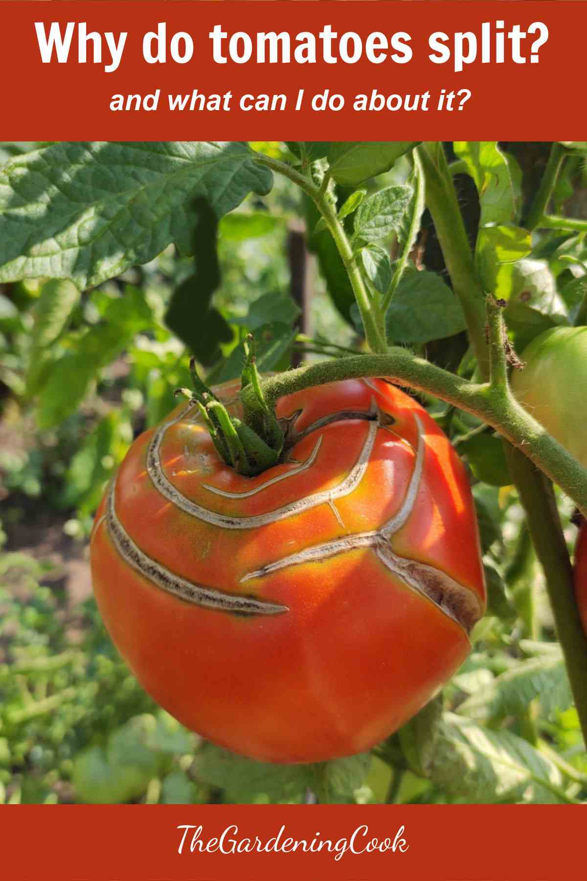 Cracked tomato on the vine and words why do my tomatoes split and what can I do about it?