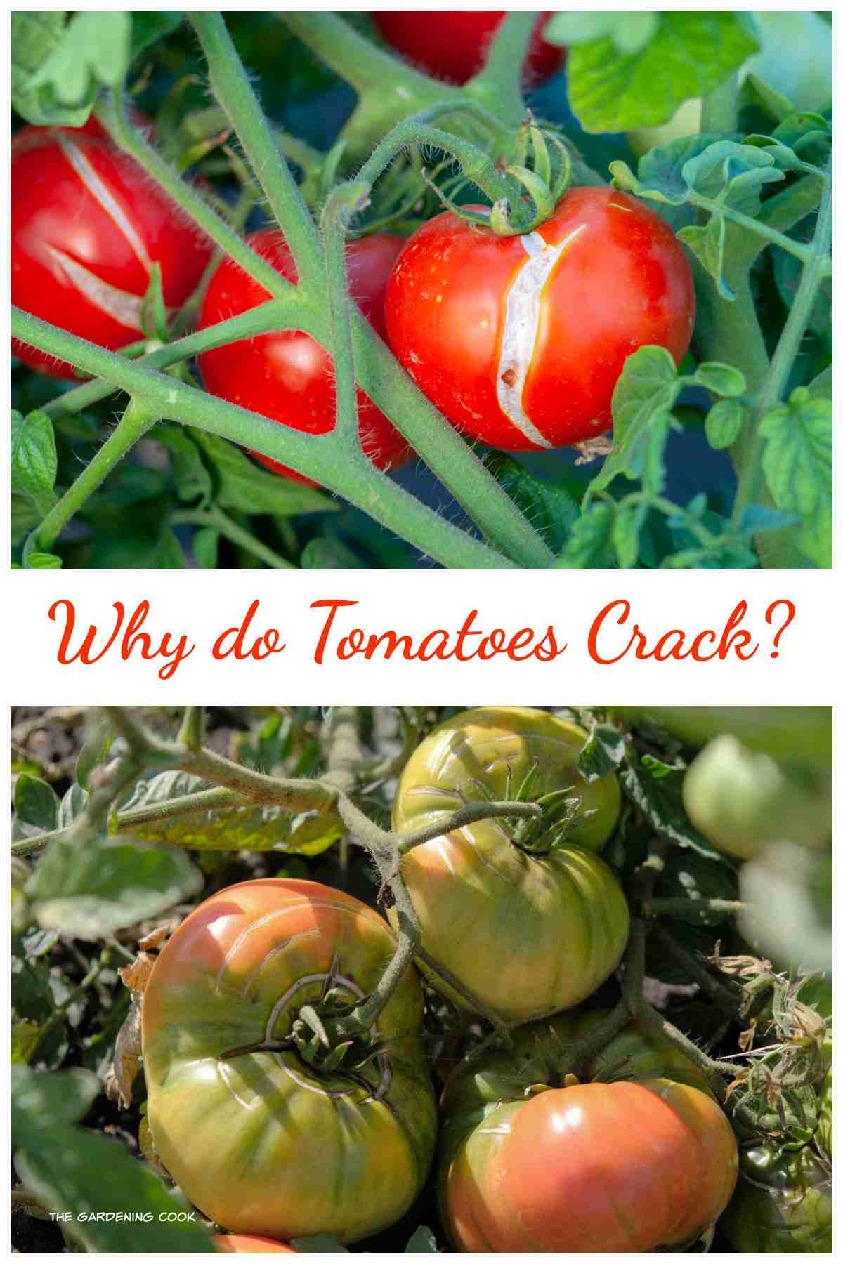 Radial and concentric cracking on tomatoes with words Why do tomatoes crack?