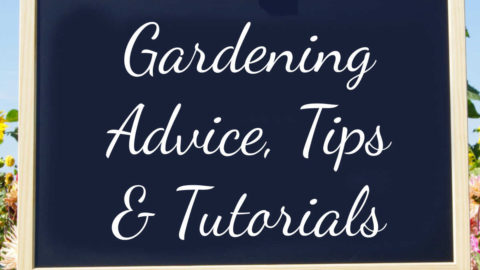 Gardening Advice, Tips and Tutorials for All Your Garden Questions