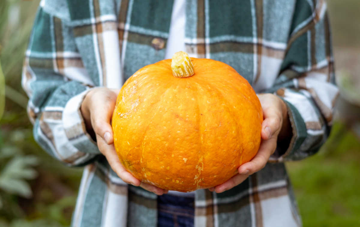 Woman in plaid shirt carrying a pumpkin by the base and not the stem.