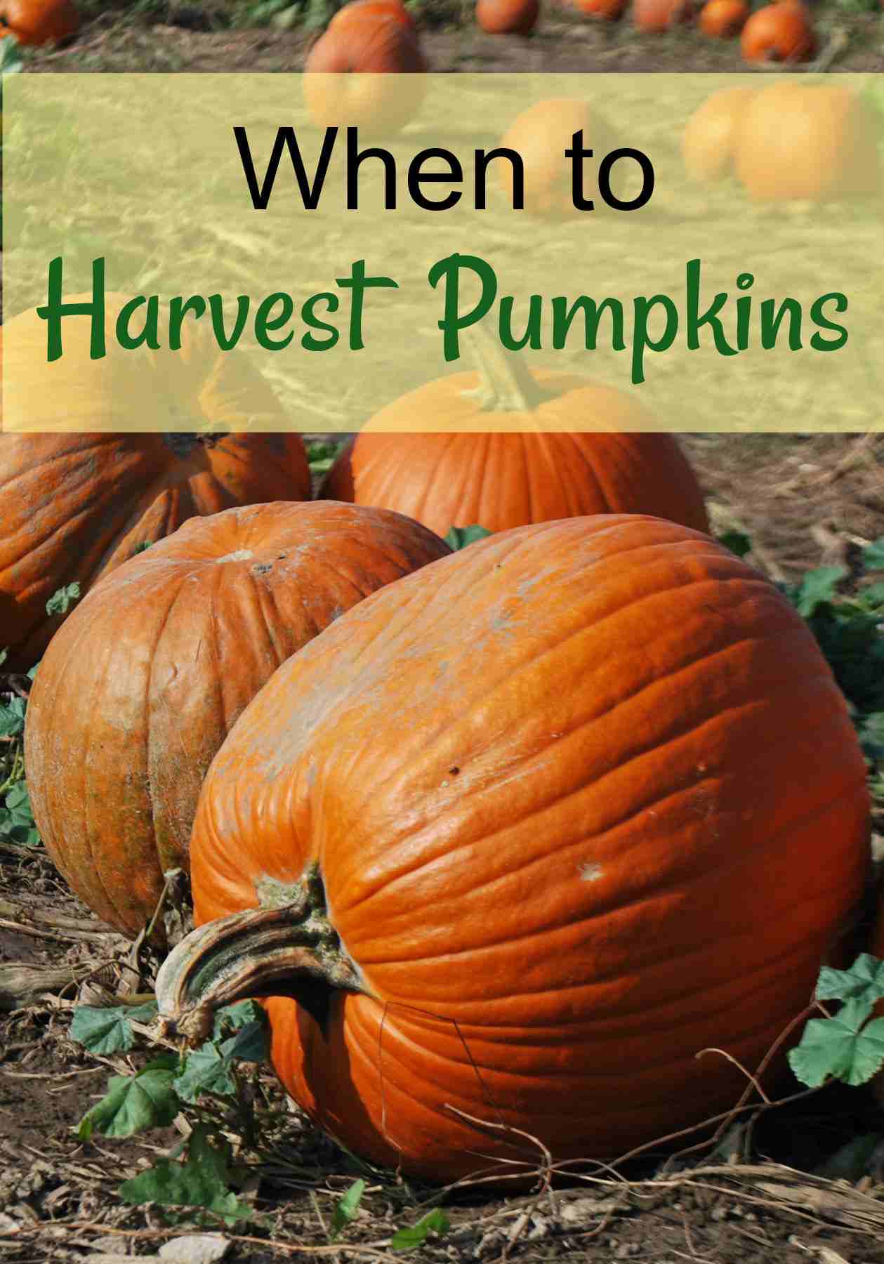 Pumpkins in a field with words when to harvest pumpkins on them.