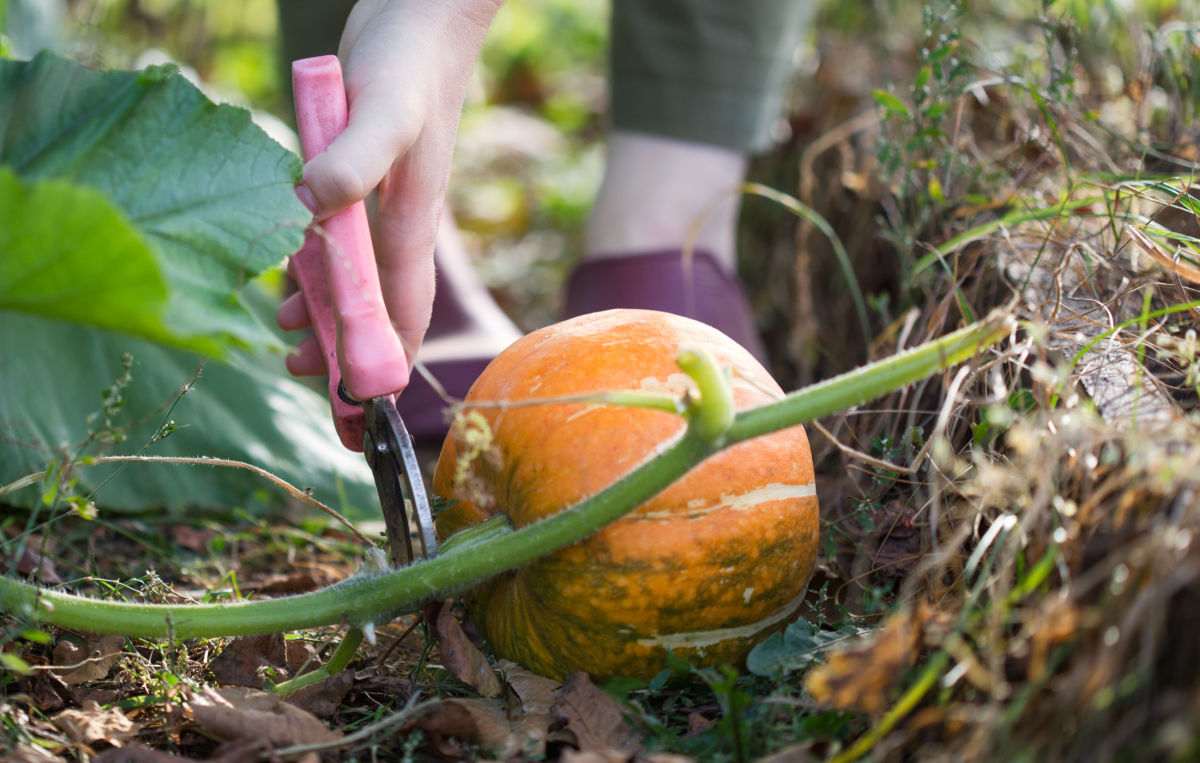 Gardener harvesting a pumpkin with gloves and shears.
