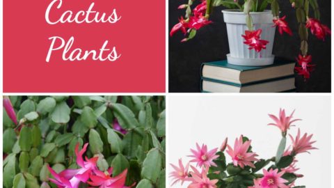 Holiday Cactus Types – Christmas, Thanksgiving, Easter Cactus
