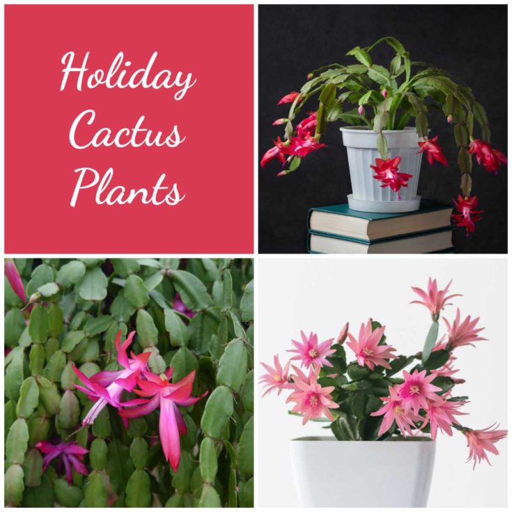 Thanksgiving, Christmas and Easter cactus with words holiday cactus plants.