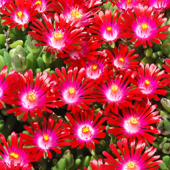 Delosperma HOTCAKES� 'Saucy Strawberry'