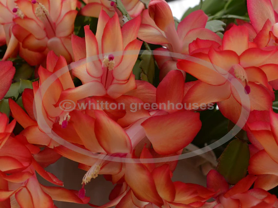 Thanksgiving Christmas Cactus samba Brazil - Cuttings