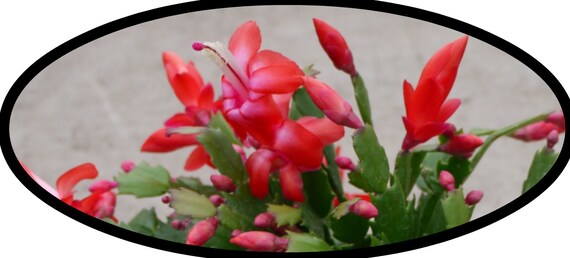 Christmas Cactus Red Schlumbergera Bridgesii