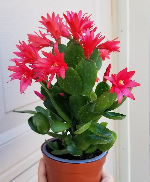 Easter Cactus Plant Spring Cactus
