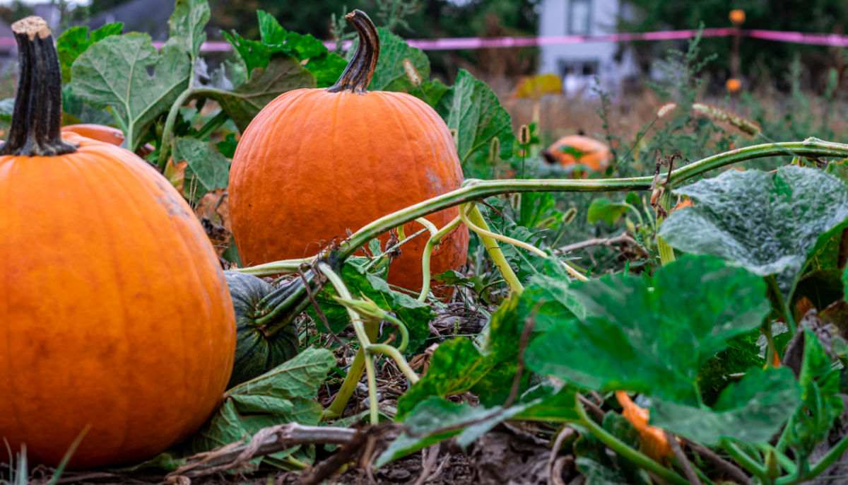 Pumpkins in a field ready to harvest.