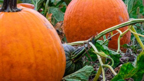 When to Harvest Pumpkins – Tips for Harvesting Pumpkins