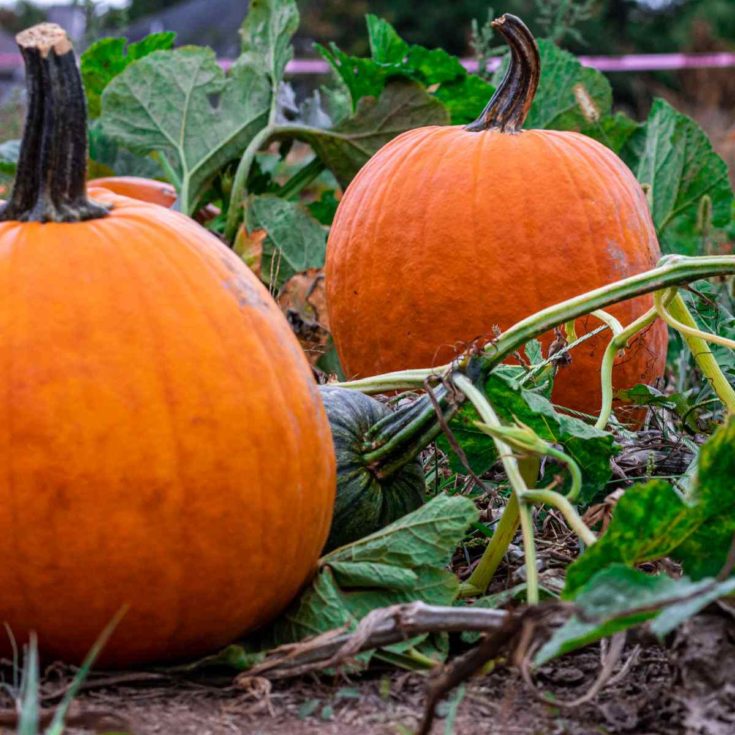 Two pumpkins ready to harvest.