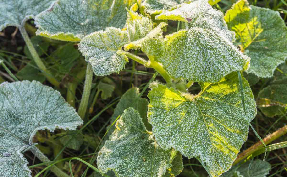 Leaves of a pumpkin plant after a hard frost.