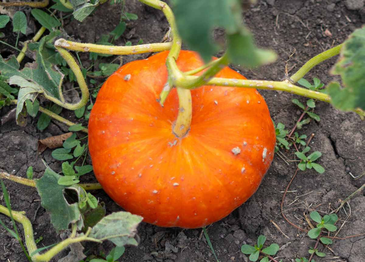 Bright orange pumpkin on the vine, ready to harveset.