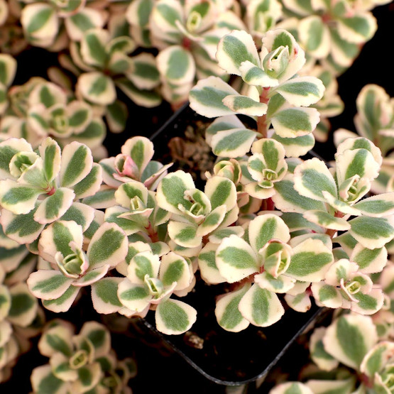 Sedum spurium 'Fool's Gold'