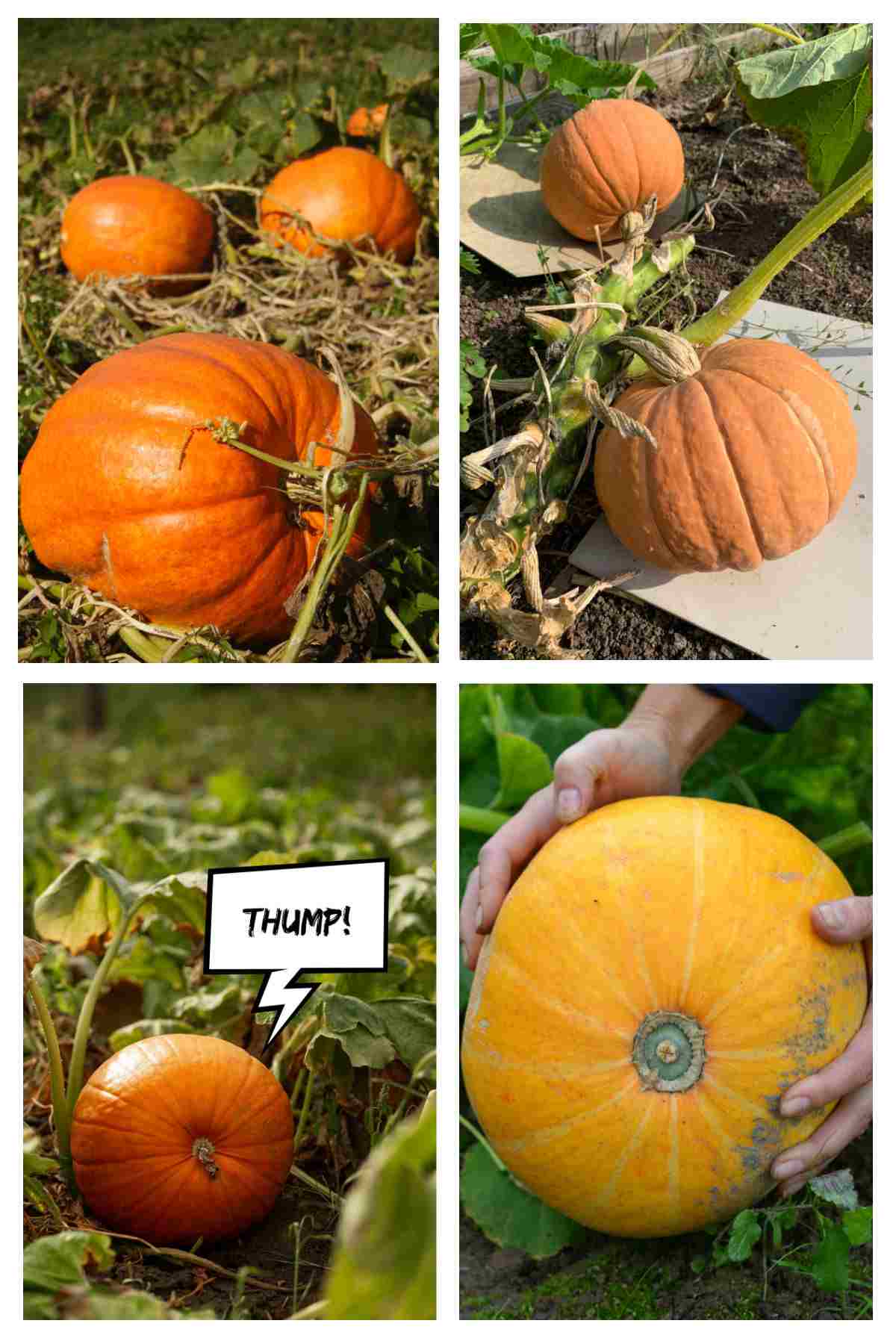 The color, vines, sound and thickness of skin are signs of a ripe pumpkin.